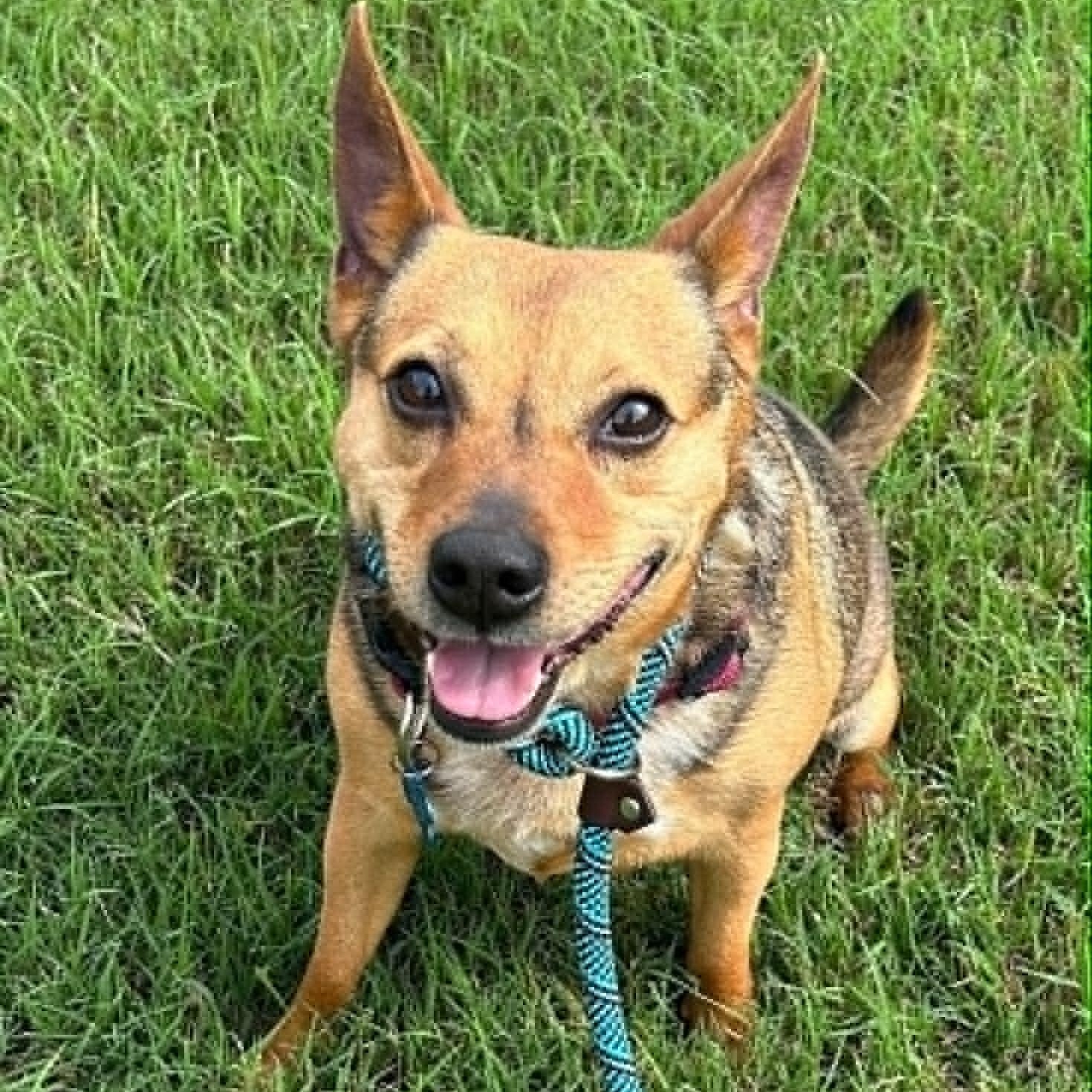BRODY, Adoptable, Adult Male Cattle Dog.
