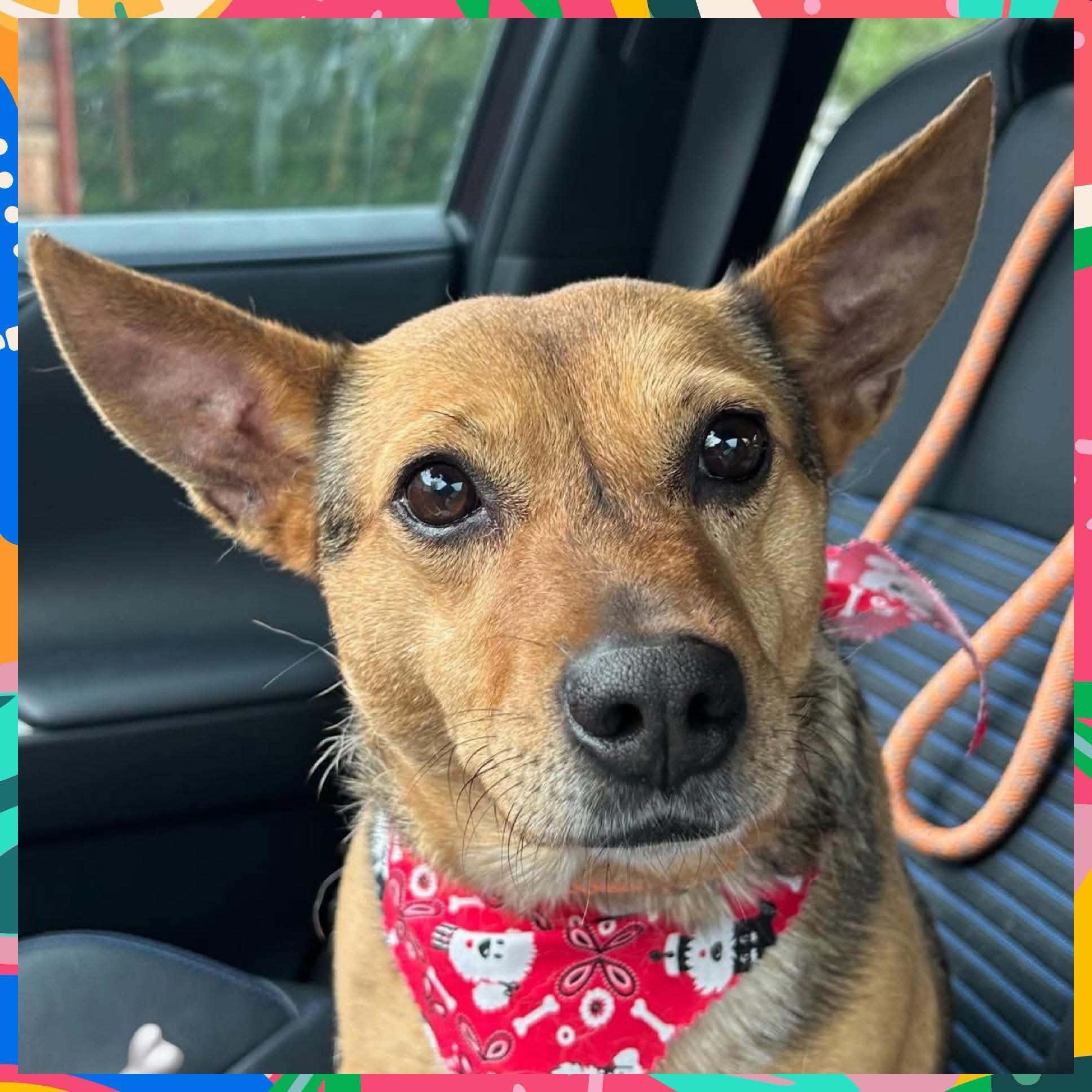 Enlarge BRODY, a Adoptable mixed breed in Flower Mound, TX image 4/5