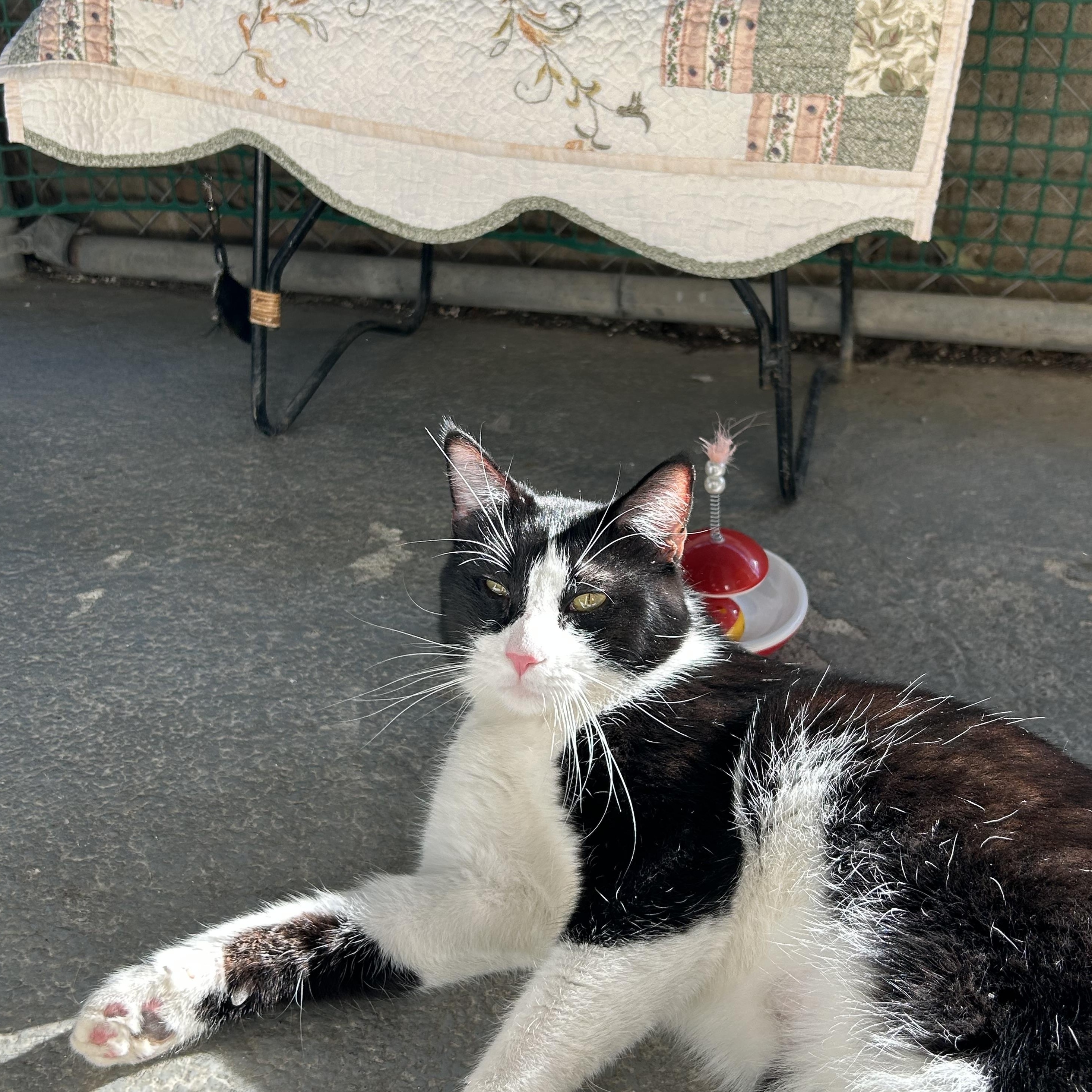 Bandit, an adopted Domestic Short Hair in El Cajon, CA image 3/3