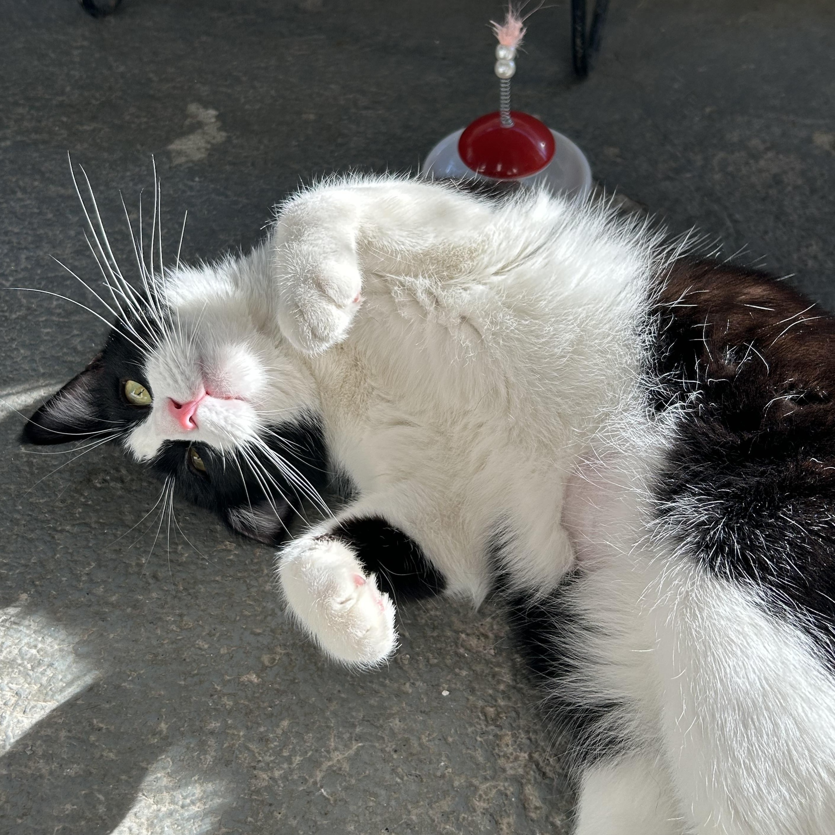 Bandit, an adopted Domestic Short Hair in El Cajon, CA image 2/3