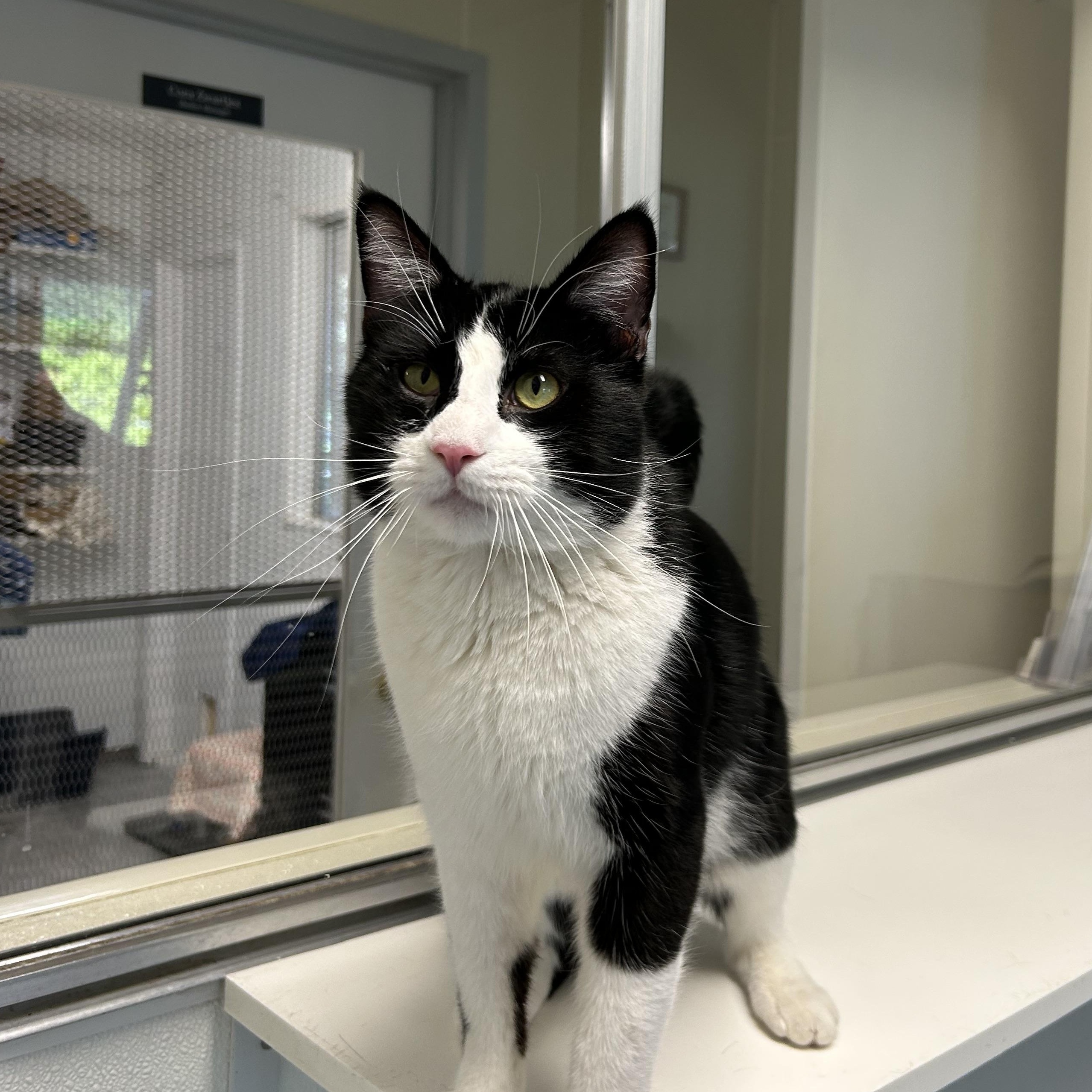 Bandit, an adopted Domestic Short Hair in El Cajon, CA image 1/3