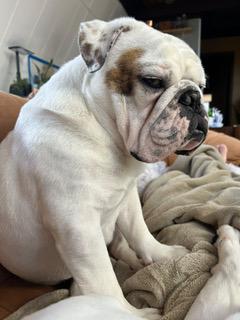 Enlarge Ziggy, a Adoptable English Bulldog in Hewitt, NJ image 1/5