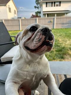 Enlarge Ziggy, a Adoptable English Bulldog in Hewitt, NJ image 2/5