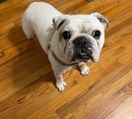 Enlarge Ziggy, a Adoptable English Bulldog in Hewitt, NJ image 3/5