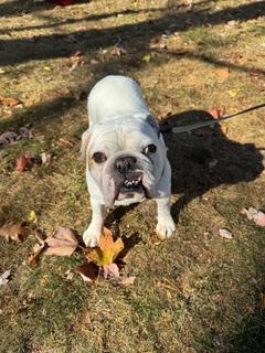 Enlarge Ziggy, a Adoptable English Bulldog in Hewitt, NJ image 4/5