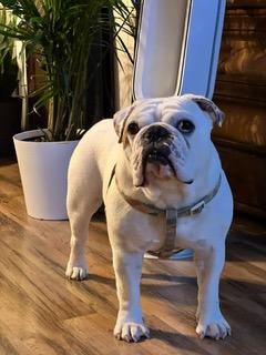 Enlarge Ziggy, a Adoptable English Bulldog in Hewitt, NJ image 5/5