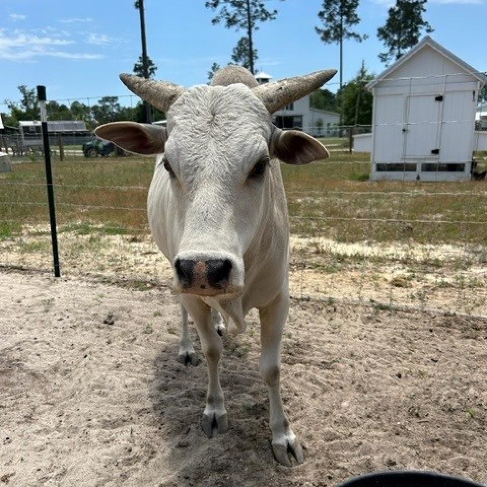 Diesel, Adoptable, Adult Male Alpaca.