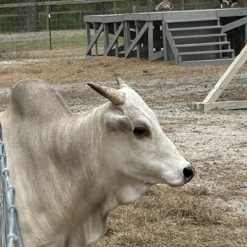 Diesel, a Adoptable Alpaca in Freeport, FL image 4/6