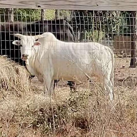 Diesel, a Adoptable Alpaca in Freeport, FL image 6/6