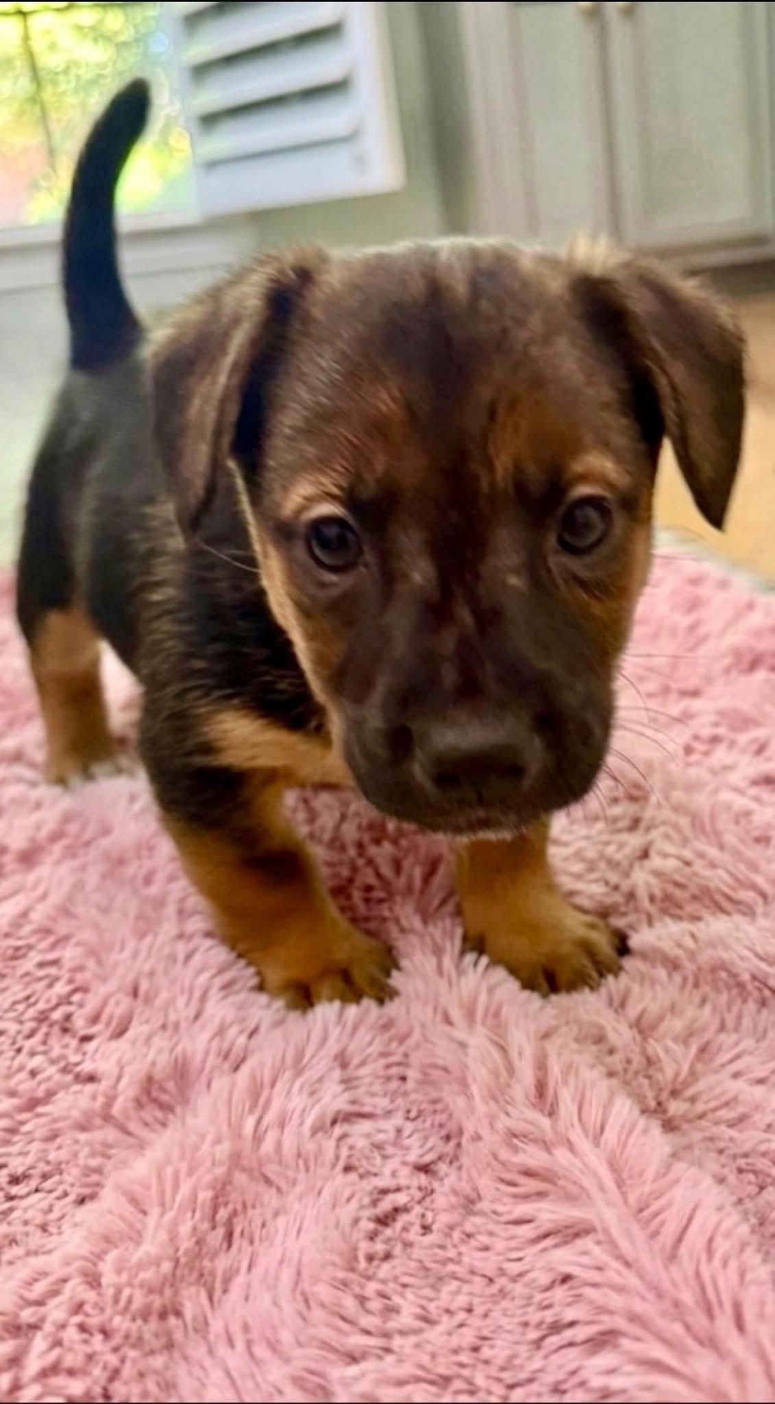 Enlarge Alice, a Adoptable mixed breed in Rockwall, TX image 2/3