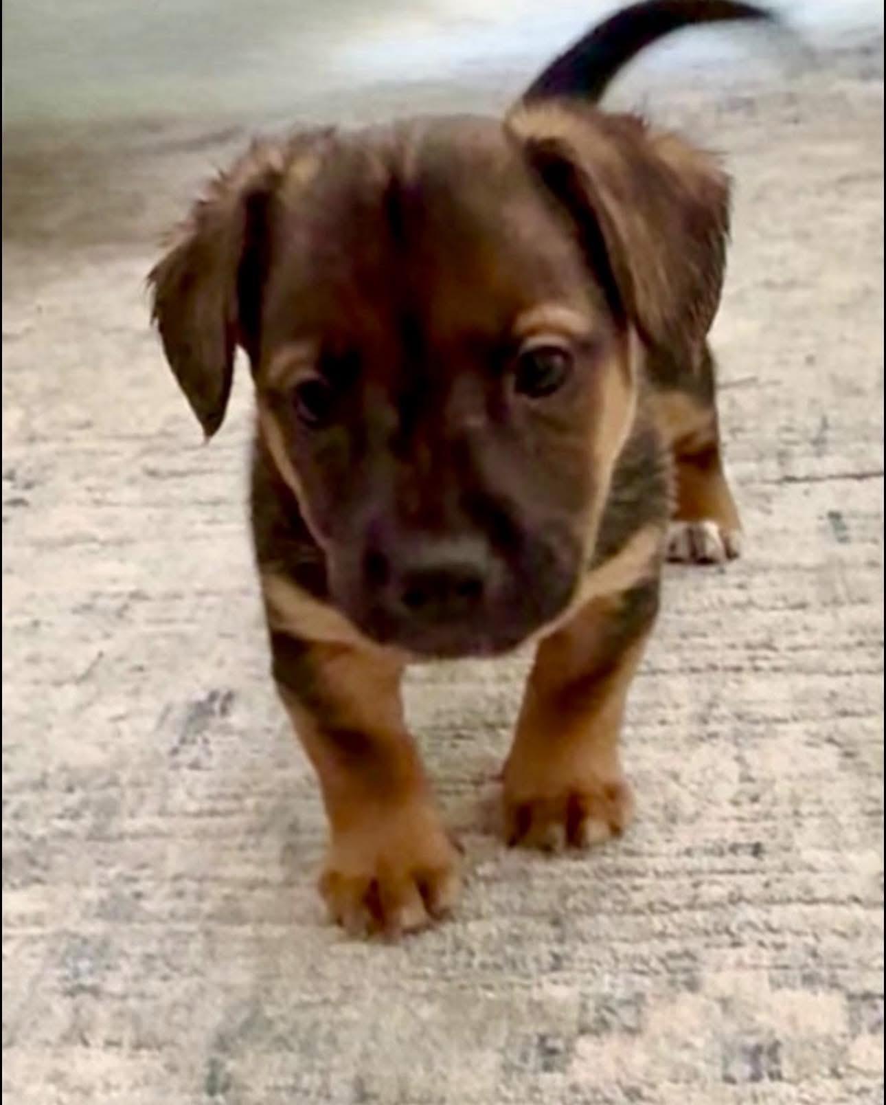 Enlarge Alice, a Adoptable mixed breed in Rockwall, TX image 1/3