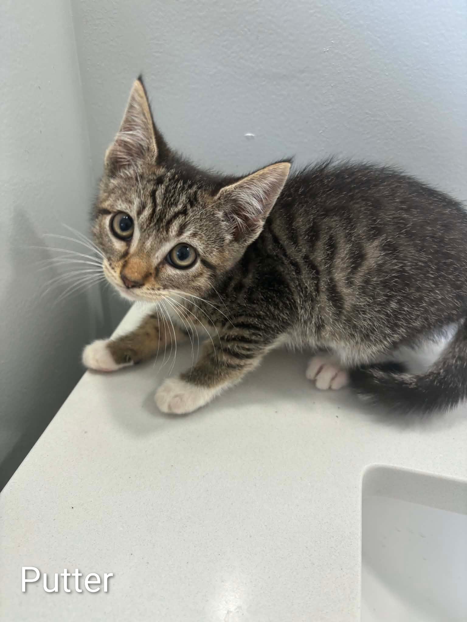 Enlarge Putter, a ADOPTABLE Domestic Medium Hair in Columbia, MO image 1/1