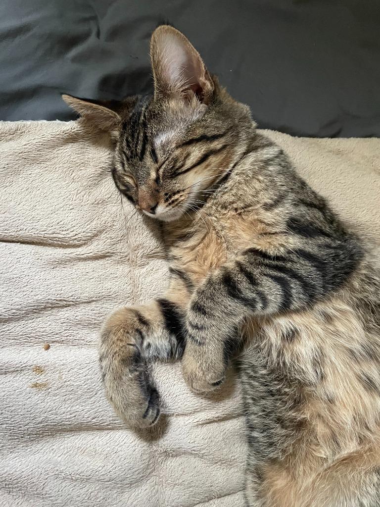 Morris / Mavis, Adoptable, Kitten Male Domestic Short Hair.