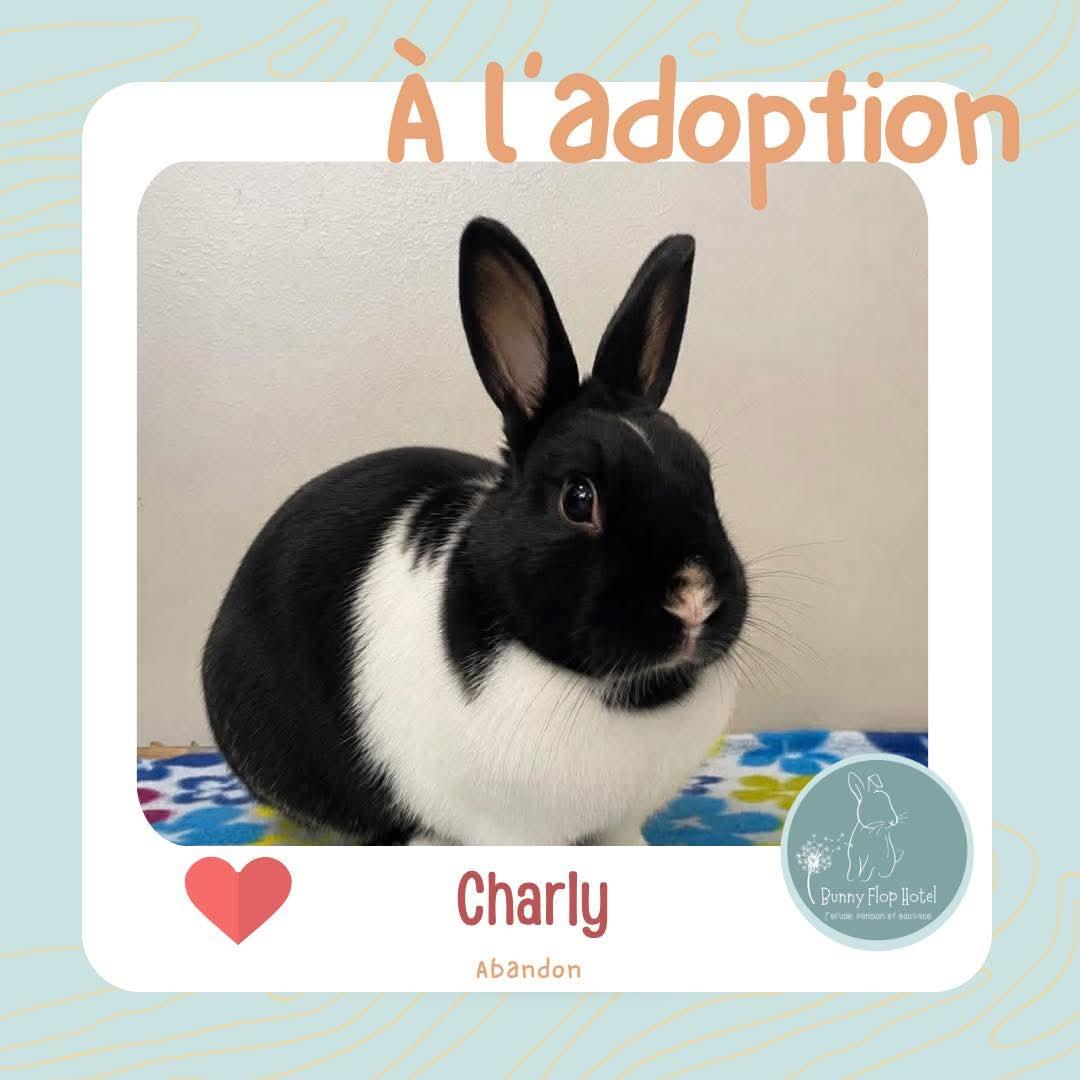 Charly, ADOPTABLE, Adult Female American.