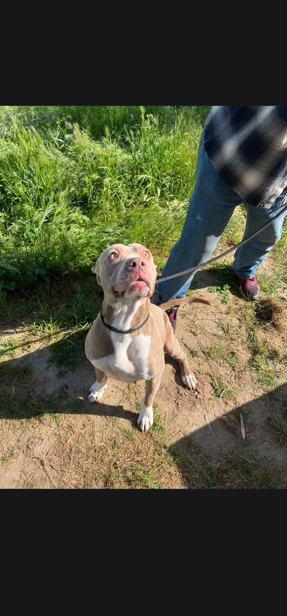 Enlarge Hazel, a Adoptable Pit Bull Terrier in Coarsegold, CA image 2/4