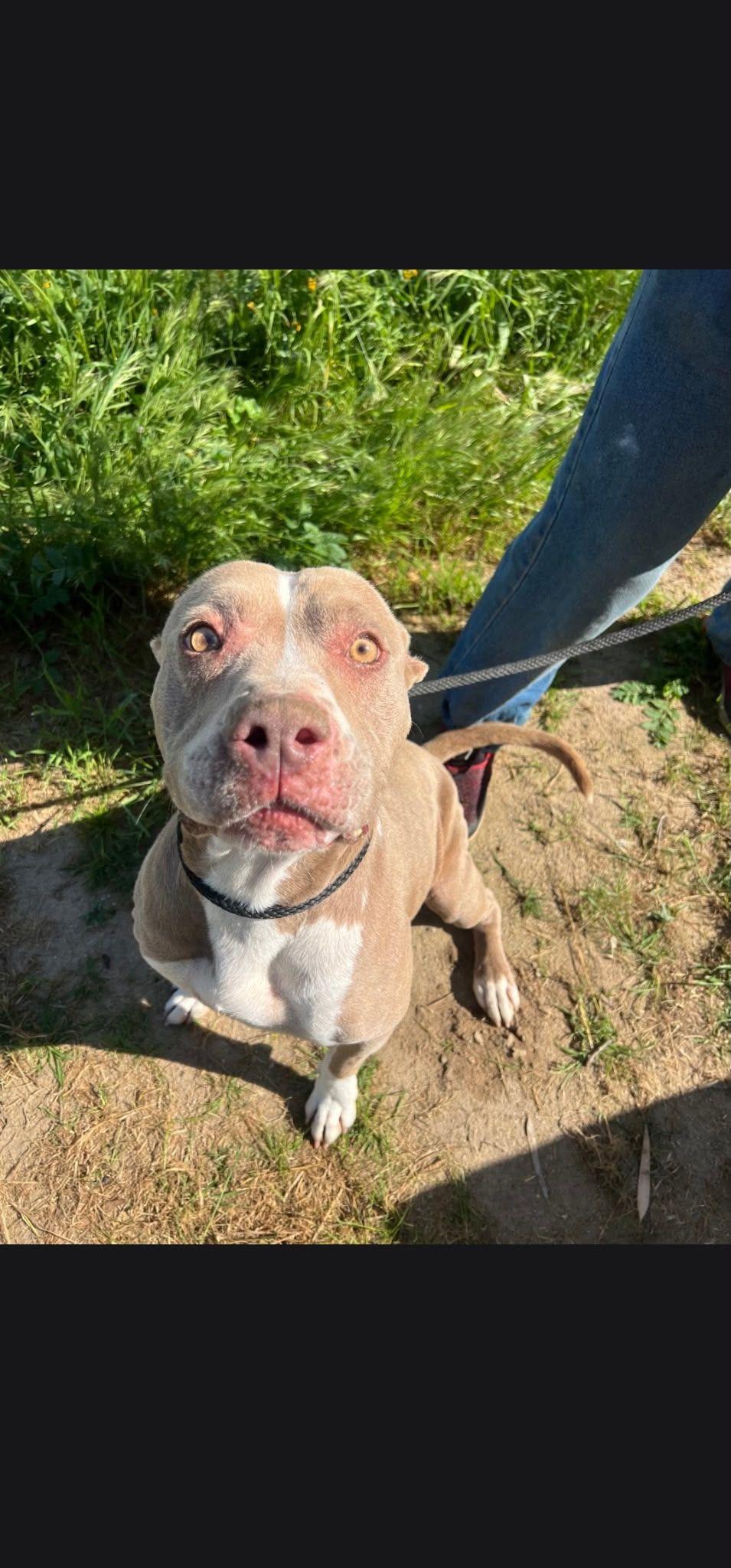 Enlarge Hazel, a Adoptable Pit Bull Terrier in Coarsegold, CA image 1/4