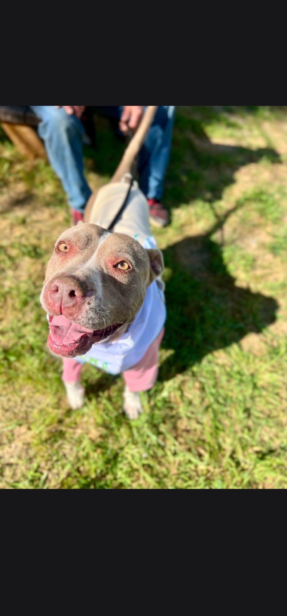 Enlarge Hazel, a Adoptable Pit Bull Terrier in Coarsegold, CA image 3/4