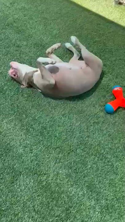 Enlarge Hazel, a Adoptable Pit Bull Terrier in Coarsegold, CA video 4/4