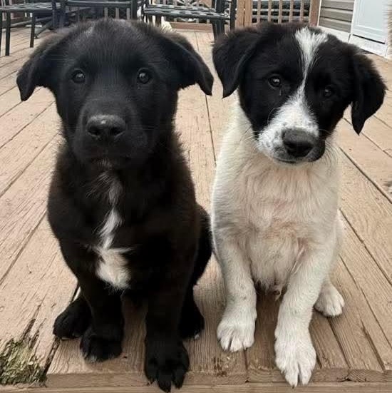 Enlarge Bo, an adopted mixed breed in Mount Bethel, PA image 6/6