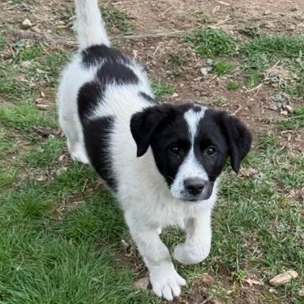 Enlarge Bo, an adopted mixed breed in Mount Bethel, PA image 4/6