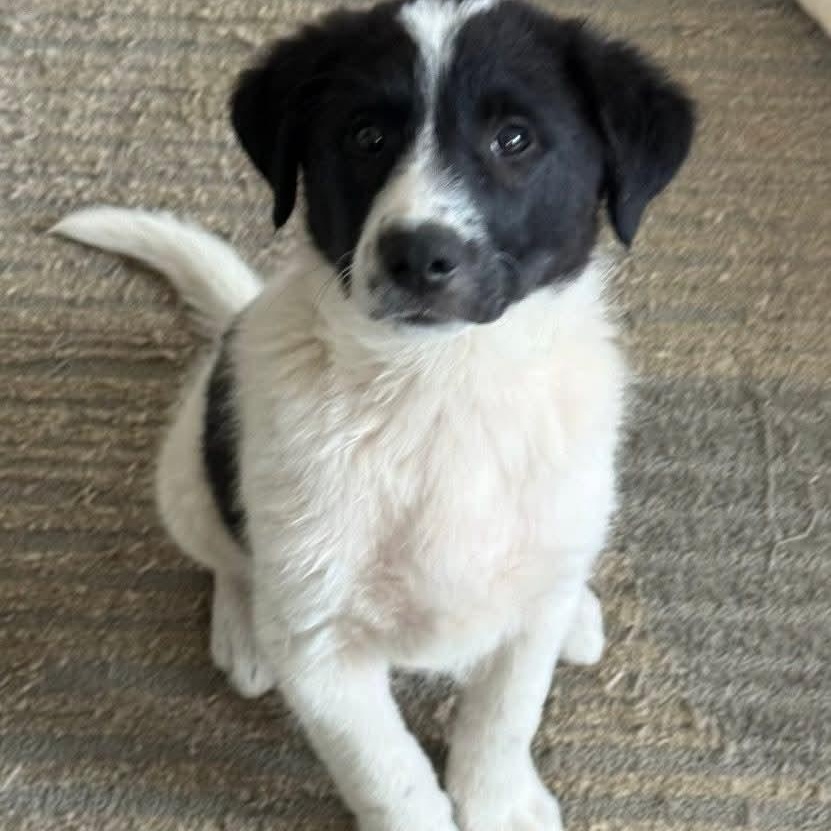 Enlarge Bo, an adopted mixed breed in Mount Bethel, PA image 2/6