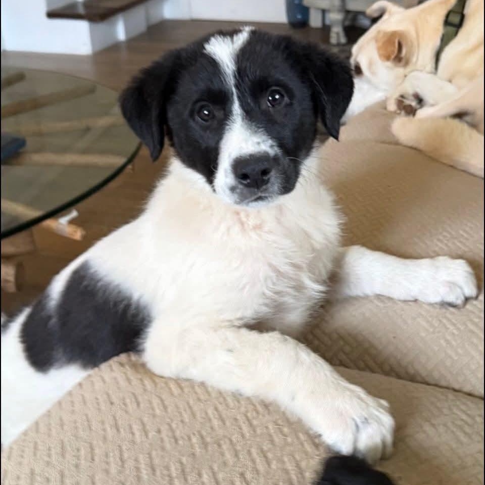 Enlarge Bo, an adopted mixed breed in Mount Bethel, PA image 1/6
