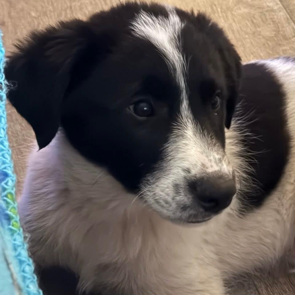 Enlarge Bo, an adopted mixed breed in Mount Bethel, PA image 3/6