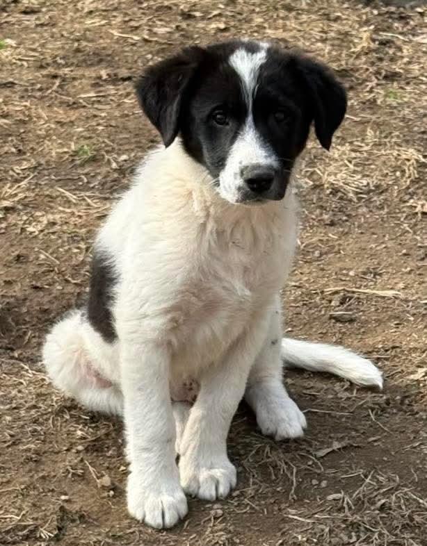 Enlarge Bo, an adopted mixed breed in Mount Bethel, PA image 5/6
