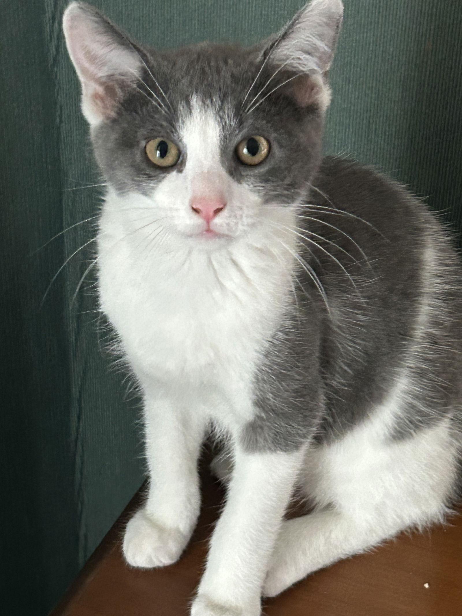 Maury, Adoptable, Kitten Male Domestic Short Hair.