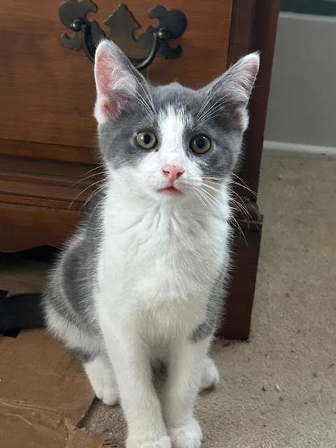 Enlarge Maury, a Adoptable Domestic Short Hair in Georgetown, KY image 1/1