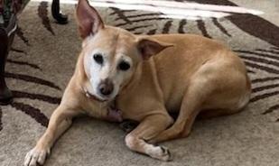 Enlarge Peaches, a ADOPTABLE mixed breed in Woodland, CA image 1/1