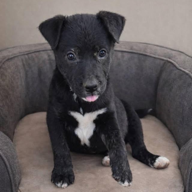 Moon (NCCR), adopted, Puppy Female Labrador Retriever.