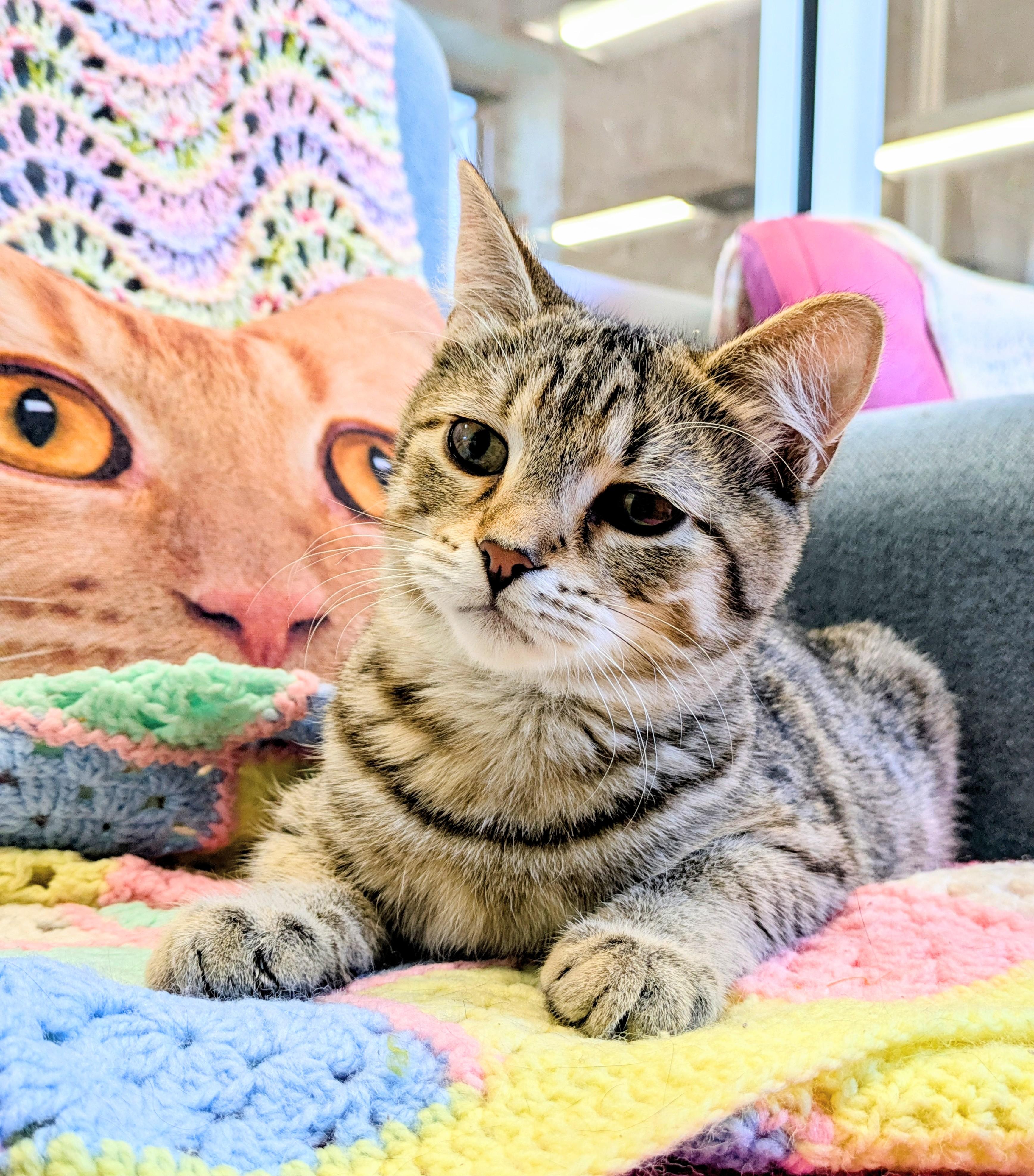 Enlarge Gus, an adopted mixed breed in Frederick, MD image 2/2