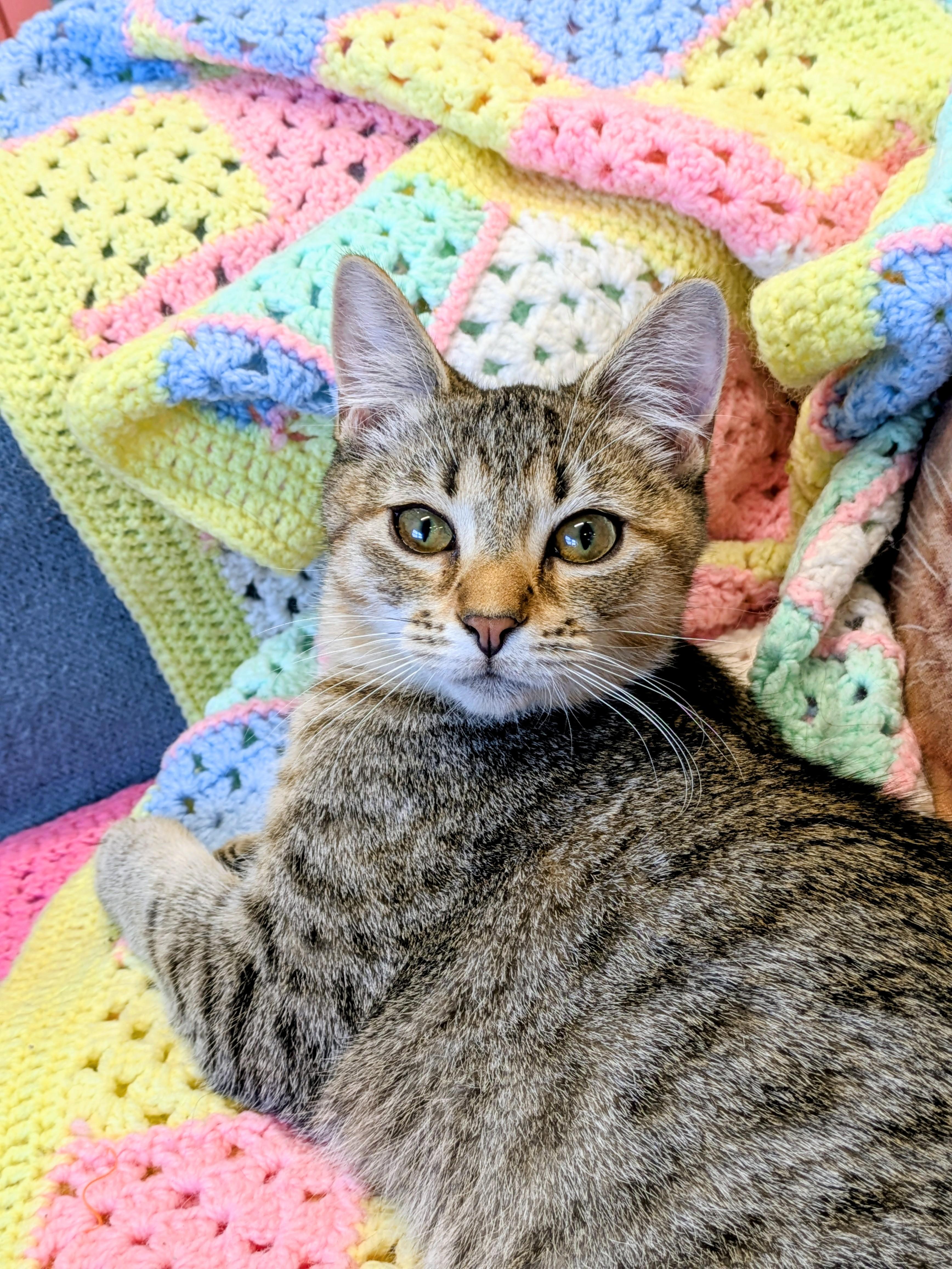 Enlarge Gus, an adopted mixed breed in Frederick, MD image 1/2