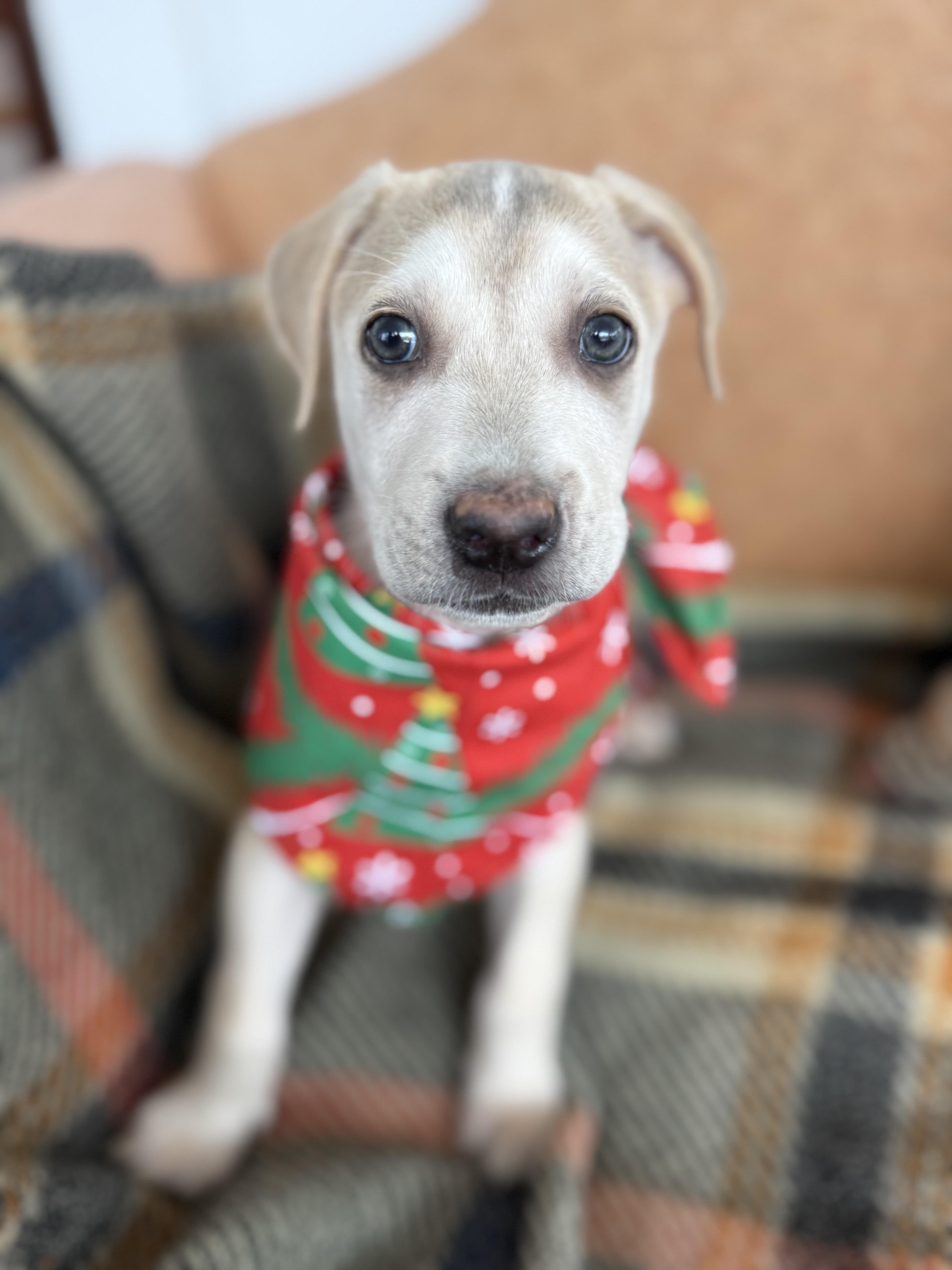 Enlarge Love , a ADOPTABLE mixed breed in Mendham, NJ image 1/1