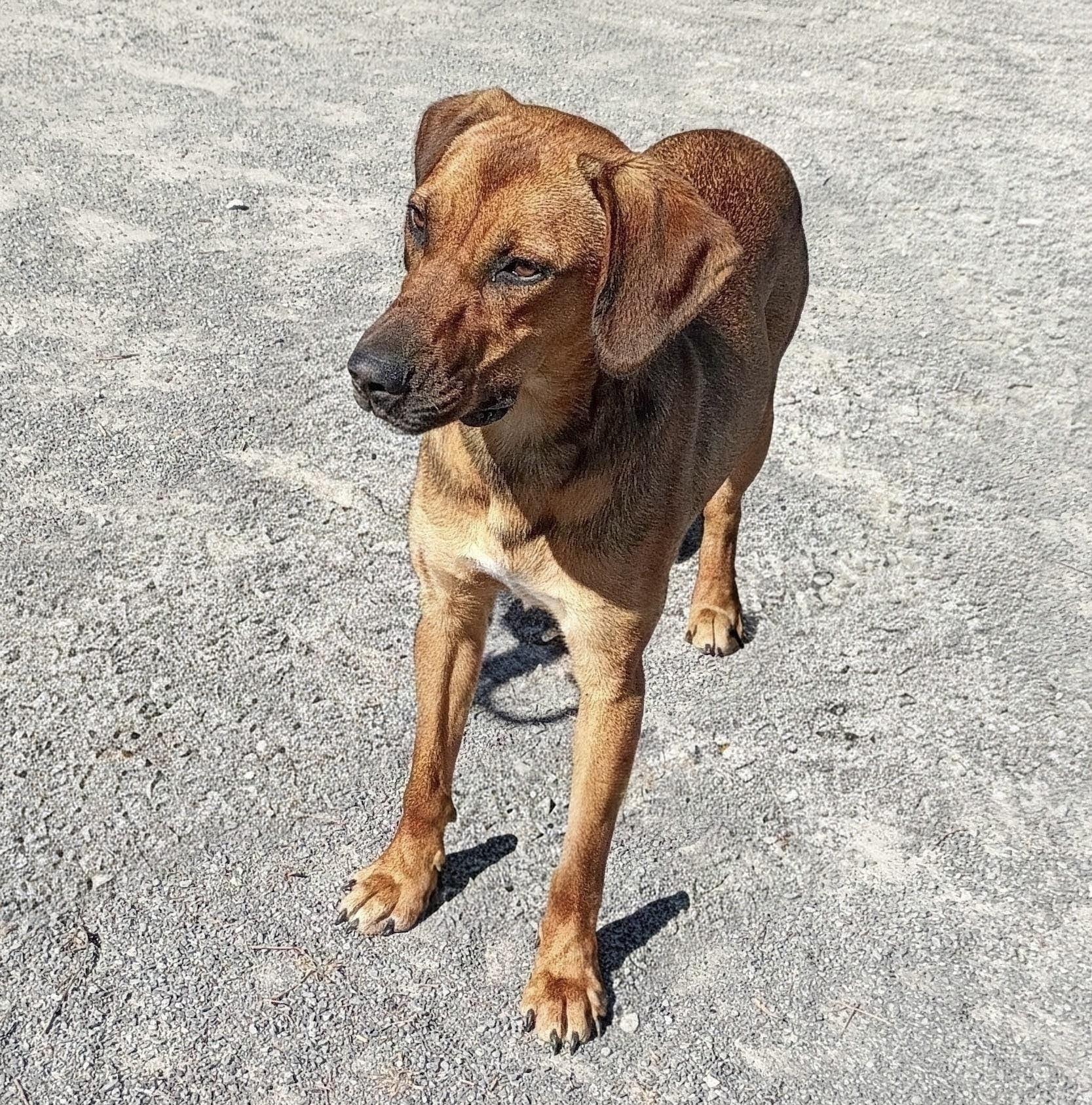 Roxie, Adoptable, Young Female Belgian Shepherd / Malinois.
