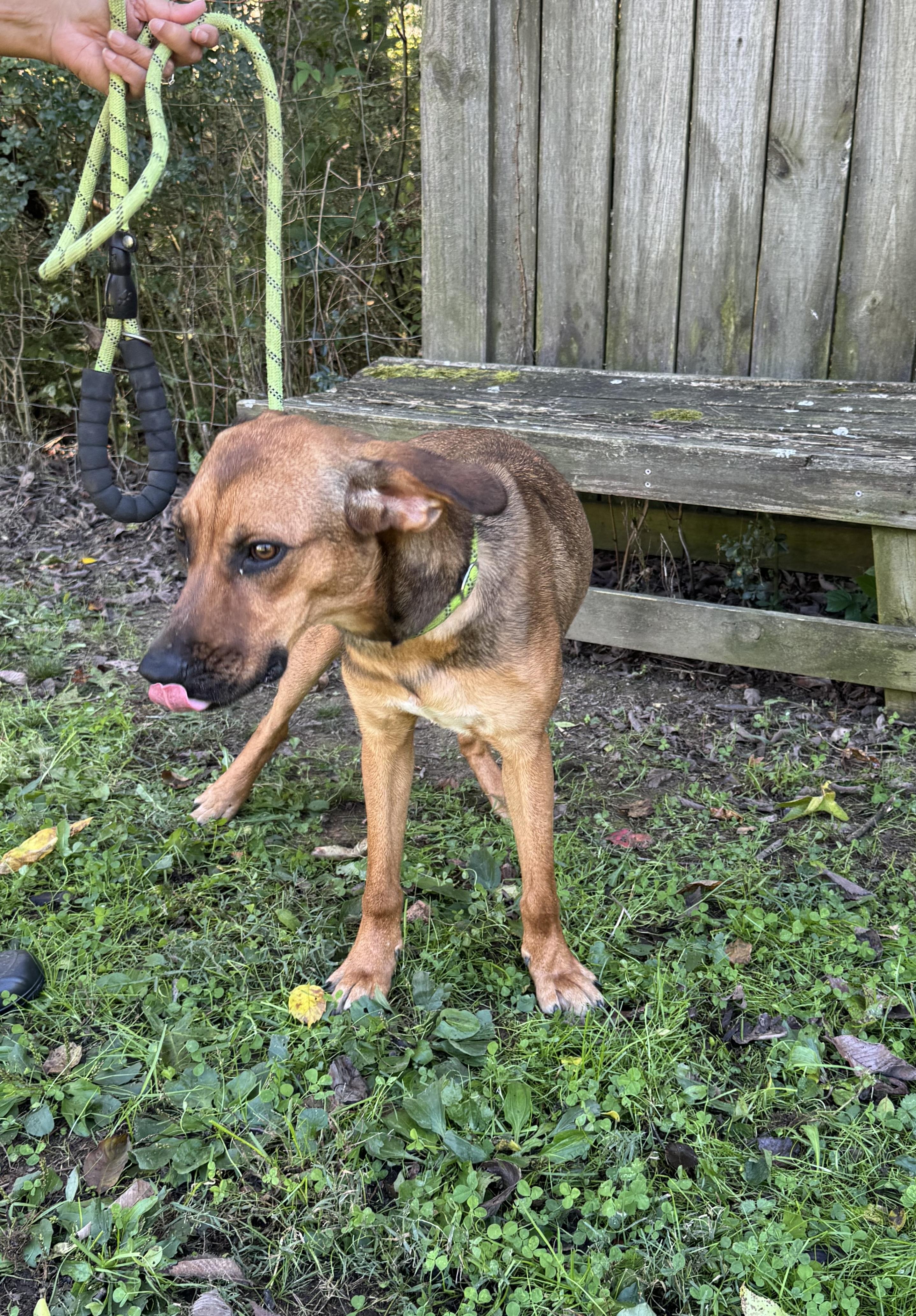 Enlarge Roxie, a Adoptable Belgian Shepherd / Malinois in Maynardville, TN image 2/2
