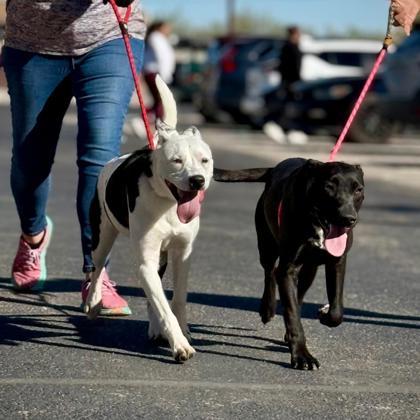 Enlarge Bella(Nibbler), a Adoptable mixed breed in El Paso, TX image 1/3