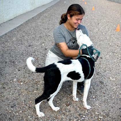Enlarge Bella(Nibbler), a Adoptable mixed breed in El Paso, TX image 2/3