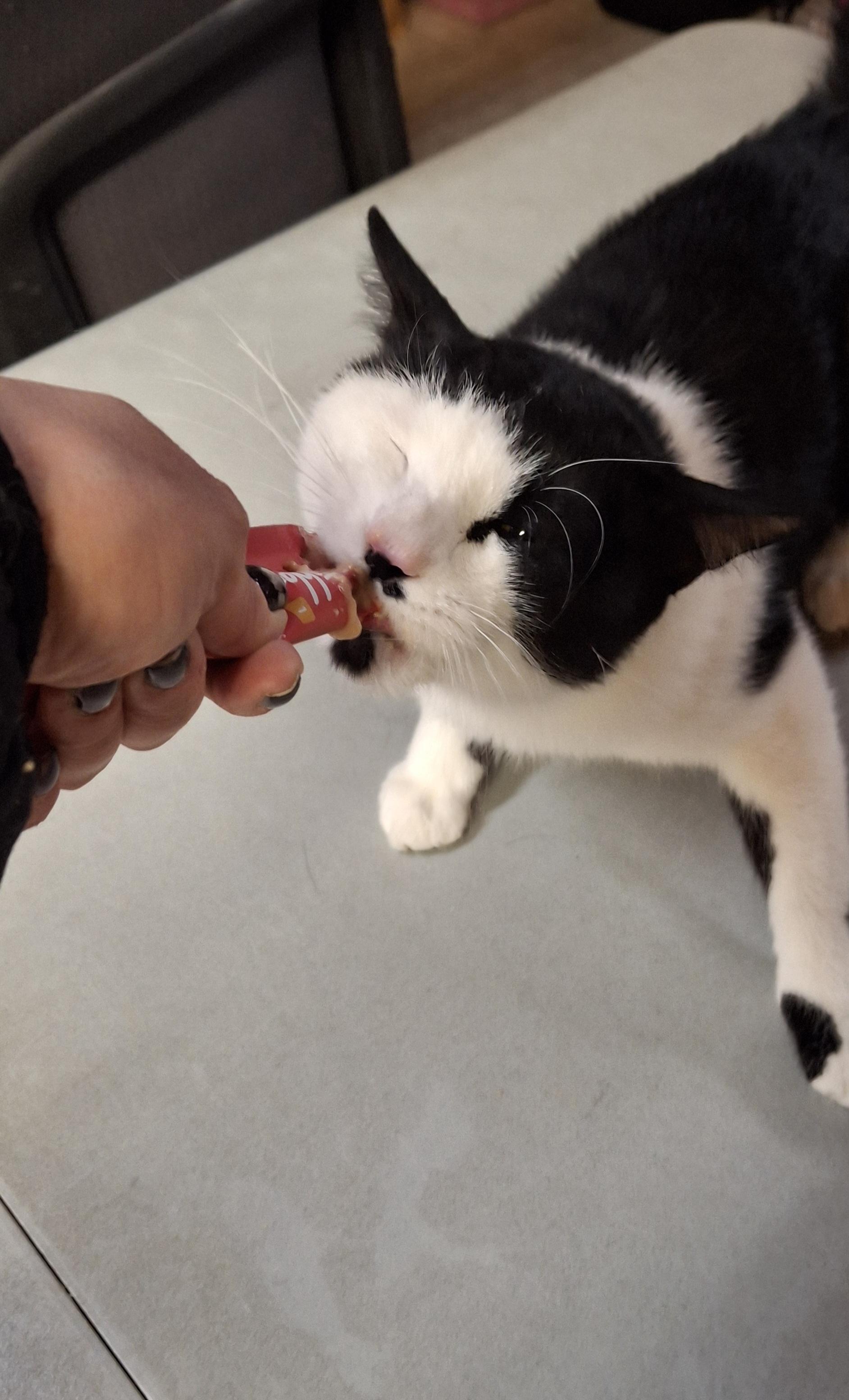 Enlarge Enoki, an adopted Domestic Short Hair in Littleton, NH image 3/4