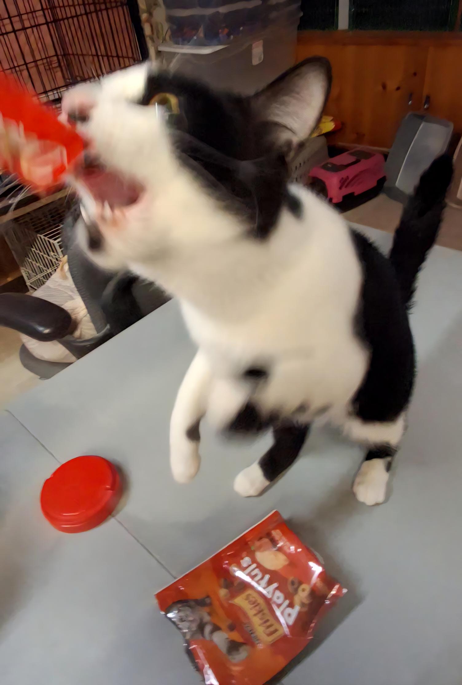 Enlarge Enoki, an adopted Domestic Short Hair in Littleton, NH image 4/4