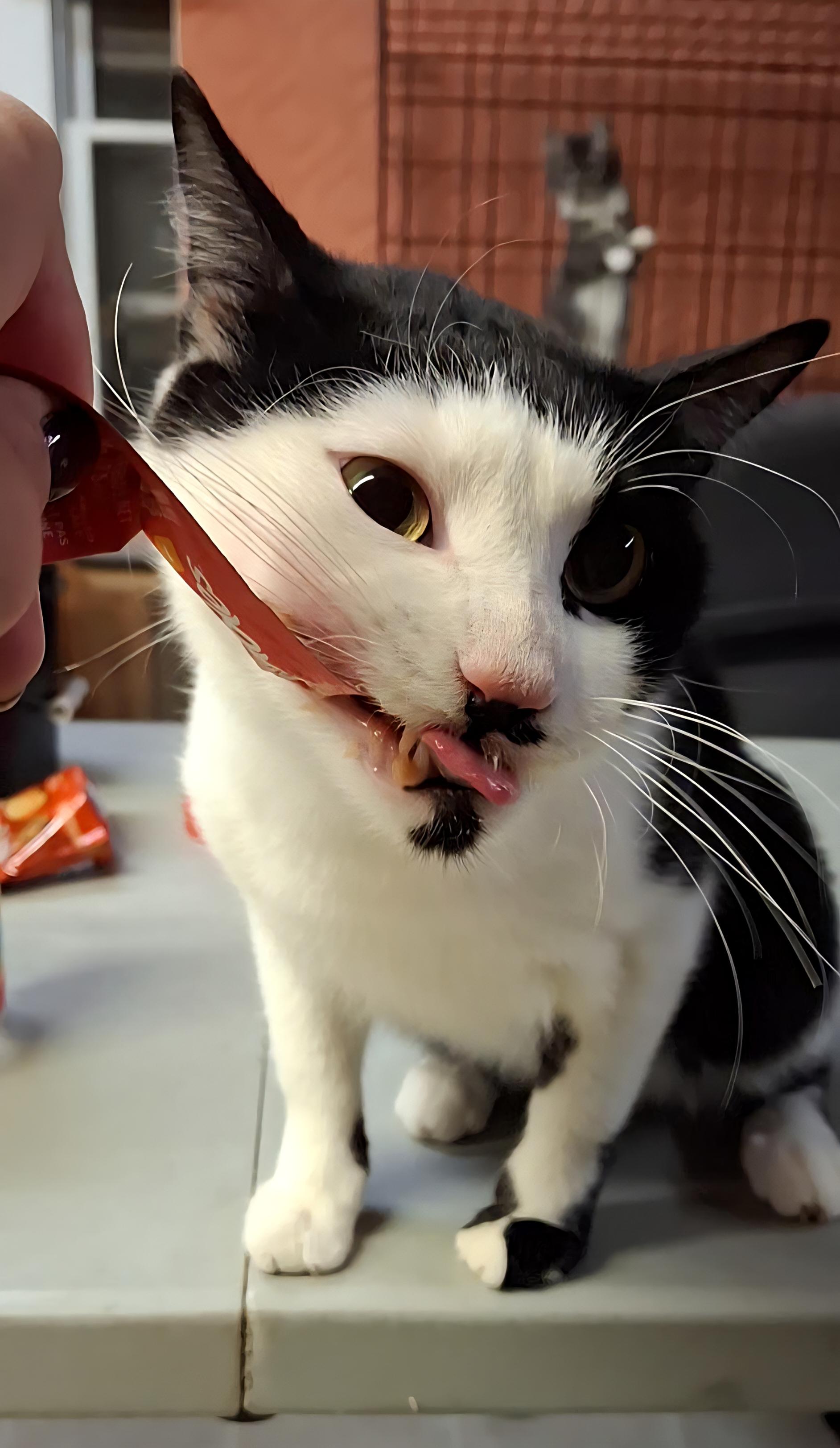 Enoki, Adoptable, Adult Male Domestic Short Hair.