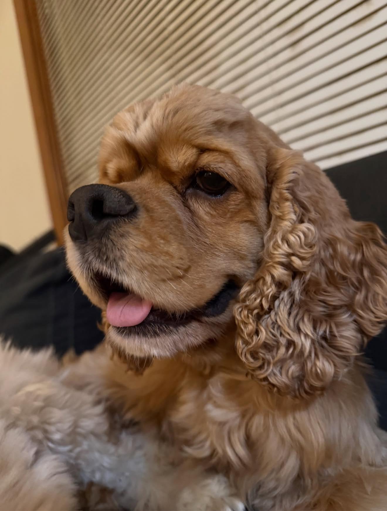 Ryder, a Adoptable Cocker Spaniel in Council Bluffs, IA image 1/3
