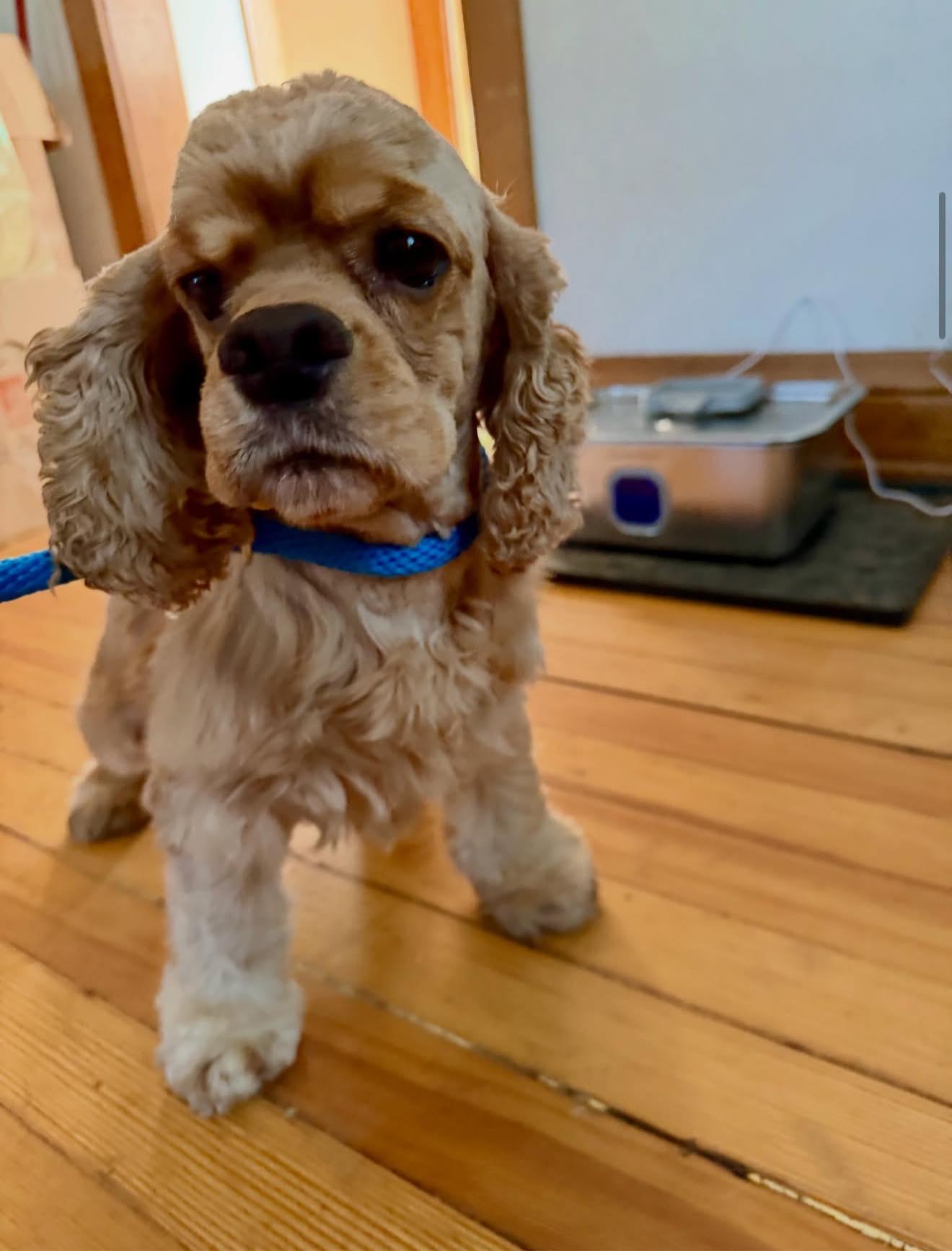 Ryder, a Adoptable Cocker Spaniel in Council Bluffs, IA image 2/3