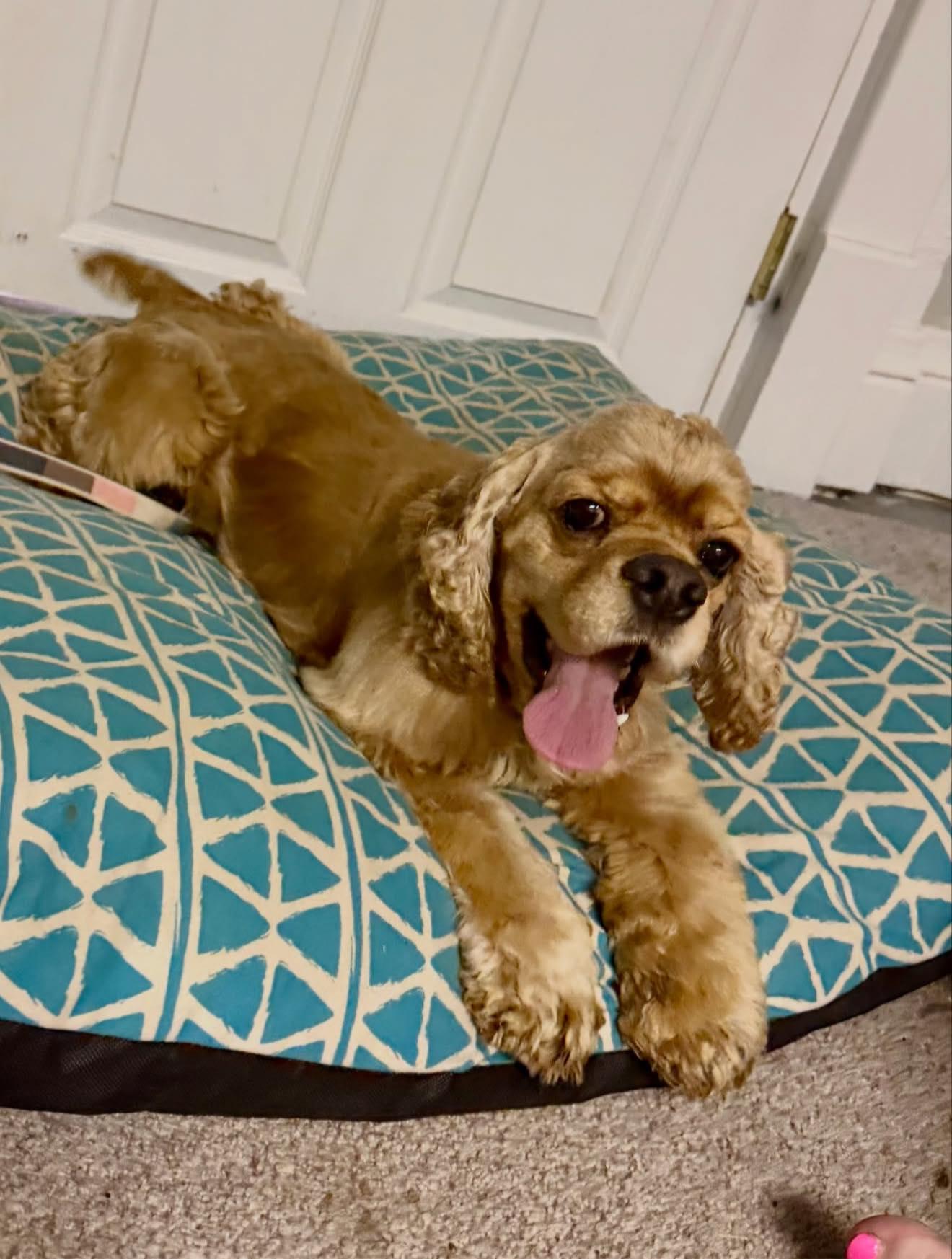 Ryder, a Adoptable Cocker Spaniel in Council Bluffs, IA image 3/3