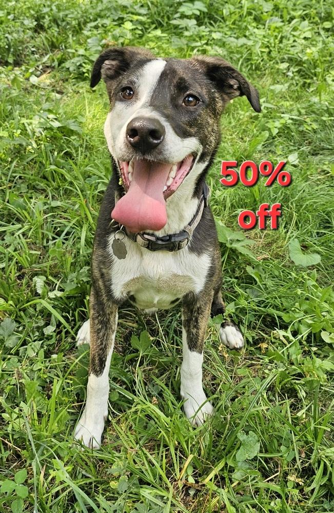 Jack Sparrow, Adoptable, Puppy Male Border Collie.