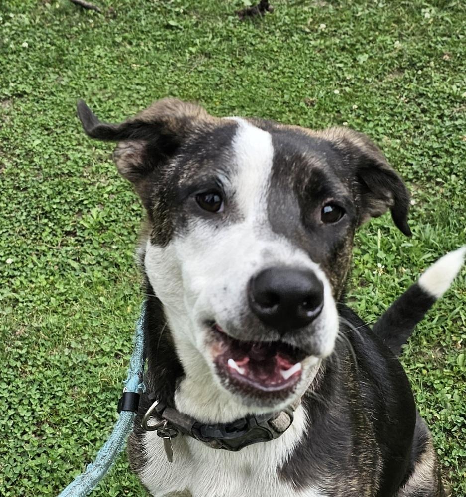 Enlarge Jack Sparrow, a Adoptable mixed breed in Hastings, MN image 2/6