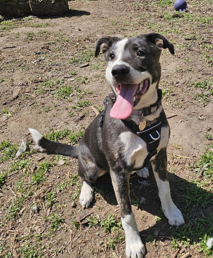 Enlarge Jack Sparrow, a Adoptable mixed breed in Hastings, MN image 3/6