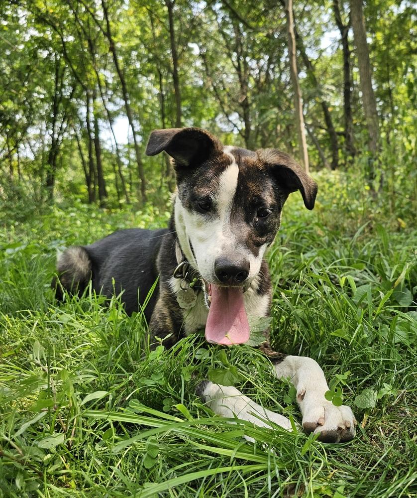 Enlarge Jack Sparrow, a Adoptable mixed breed in Hastings, MN image 4/6