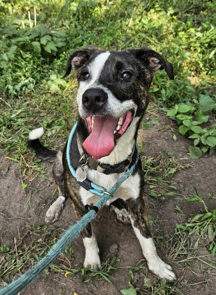 Enlarge Jack Sparrow, a Adoptable mixed breed in Hastings, MN image 5/6